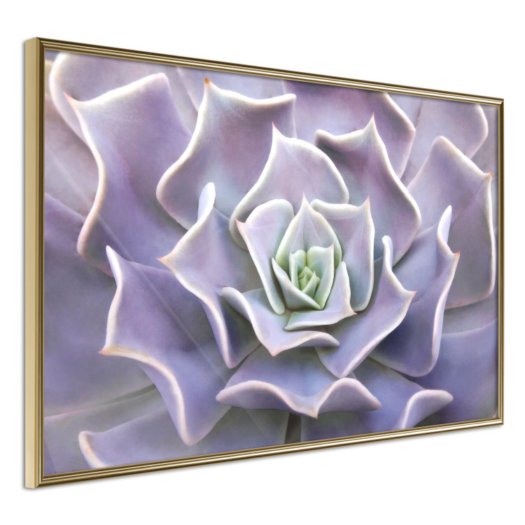 Wall Poster Purple Succulent - plant composition in lavender-colored leaves 117208 additionalImage 11