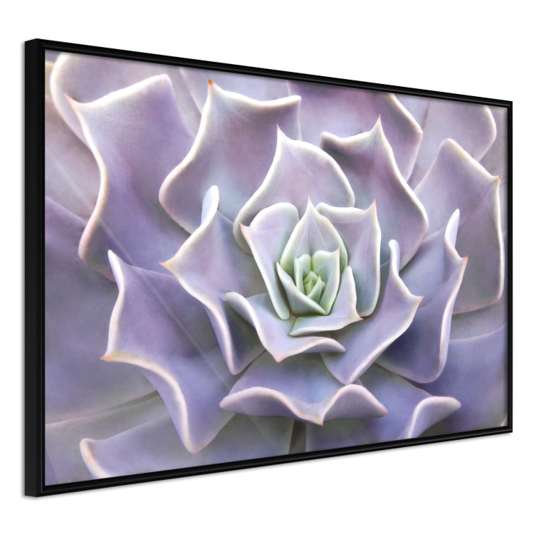 Wall Poster Purple Succulent - plant composition in lavender-colored leaves 117208 additionalImage 9