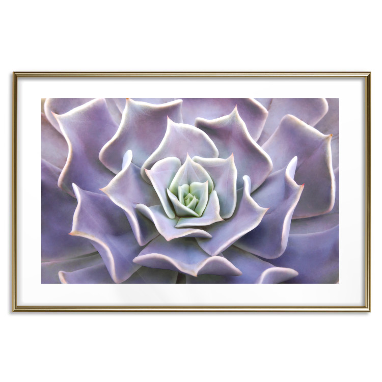 Wall Poster Purple Succulent - plant composition in lavender-colored leaves 117208 additionalImage 13