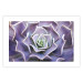 Wall Poster Purple Succulent - plant composition in lavender-colored leaves 117208 additionalThumb 18