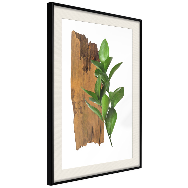 Poster Fascinating Nature - plant and wooden piece of plank on a white background 122608 additionalImage 2