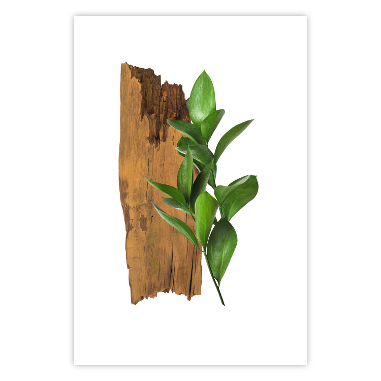 Poster Fascinating Nature - plant and wooden piece of plank on a white background 122608 additionalImage 25