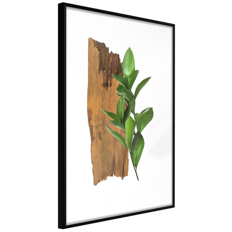 Poster Fascinating Nature - plant and wooden piece of plank on a white background 122608 additionalImage 6