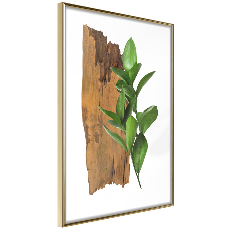 Poster Fascinating Nature - plant and wooden piece of plank on a white background 122608 additionalImage 12