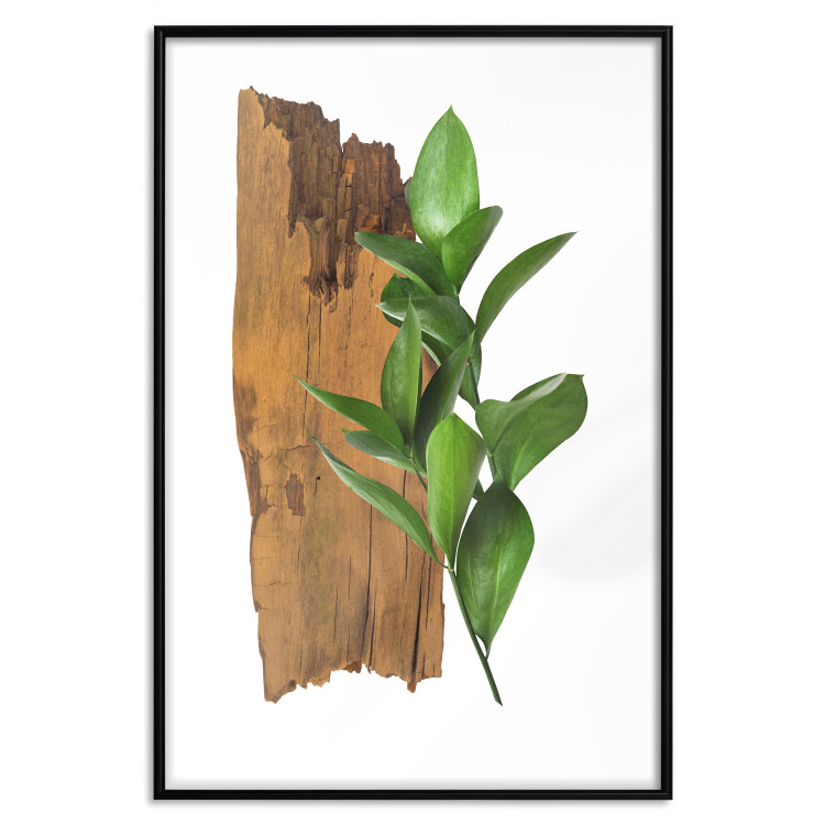 Poster Fascinating Nature - plant and wooden piece of plank on a white background 122608 additionalImage 24
