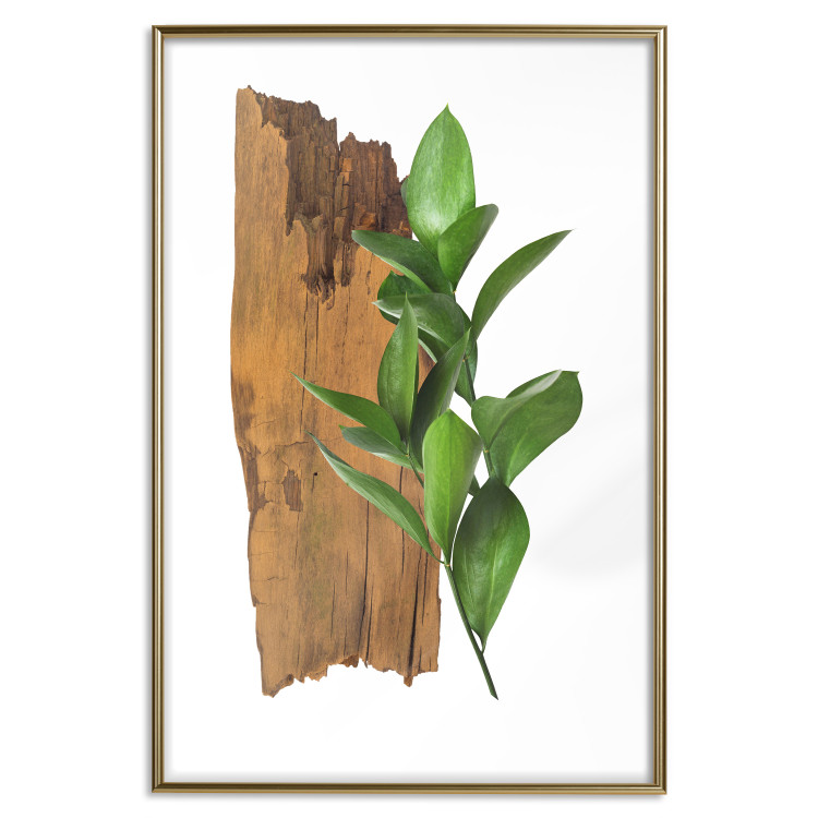 Poster Fascinating Nature - plant and wooden piece of plank on a white background 122608 additionalImage 20