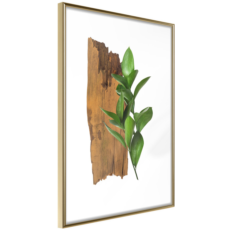 Poster Fascinating Nature - plant and wooden piece of plank on a white background 122608 additionalImage 7