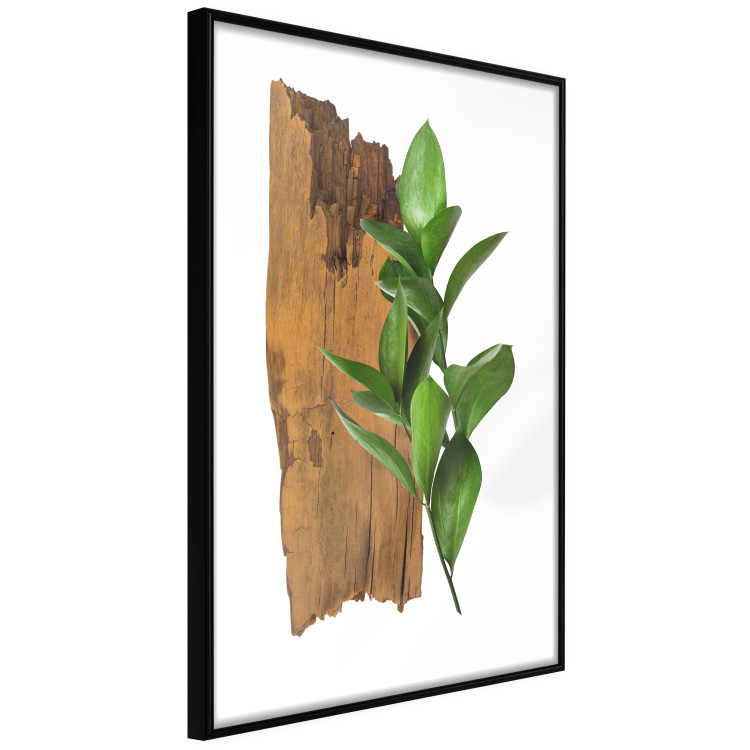 Poster Fascinating Nature - plant and wooden piece of plank on a white background 122608 additionalImage 11
