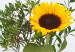 Canvas Print Sunflowers and Grasses (3 Parts) 124408 additionalThumb 5