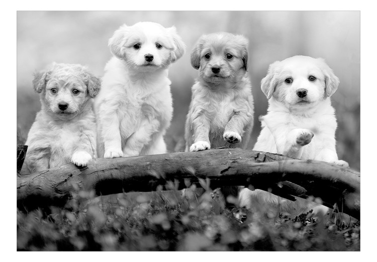 Photo Wallpaper Four Puppies 129008 additionalImage 1