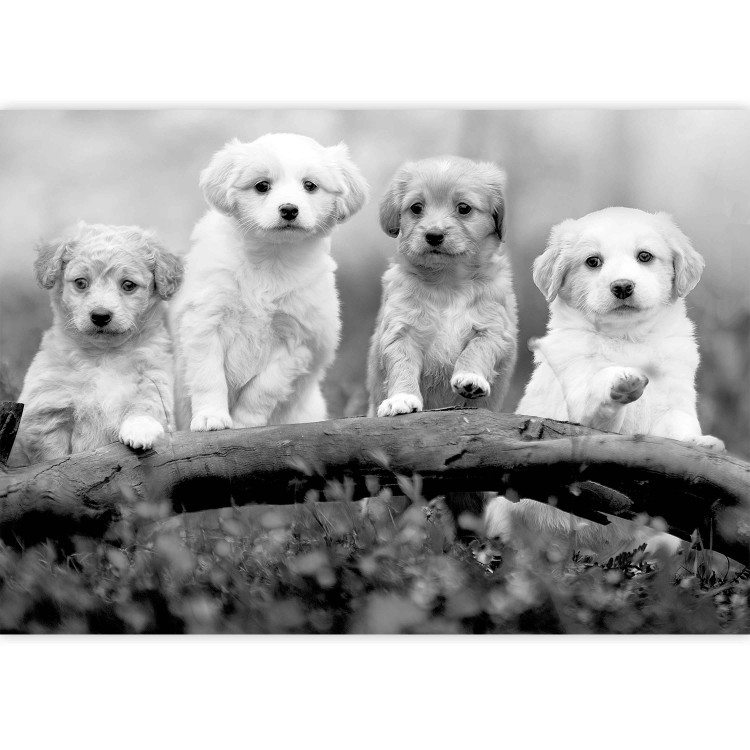 Photo Wallpaper Four Puppies 129008 additionalImage 3