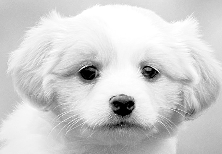 Photo Wallpaper Four Puppies 129008 additionalImage 7