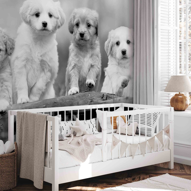 Photo Wallpaper Four Puppies 129008 additionalImage 5