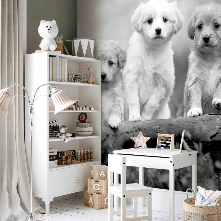 Photo Wallpaper Four Puppies 129008 additionalImage 6
