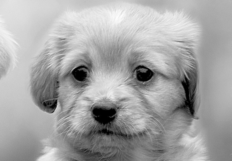 Photo Wallpaper Four Puppies 129008 additionalImage 8