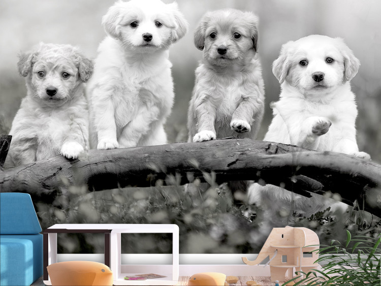 Photo Wallpaper Four Puppies 129008