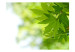 Photo Wallpaper Leaves - Bright Natural Plant Motifs with Maple Leaves in the Center 60208 additionalThumb 1
