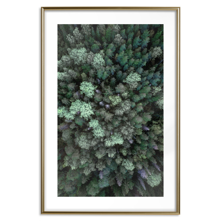 Wall Poster Flight Over the Forest - composition with coniferous trees seen from above 117118 additionalImage 16