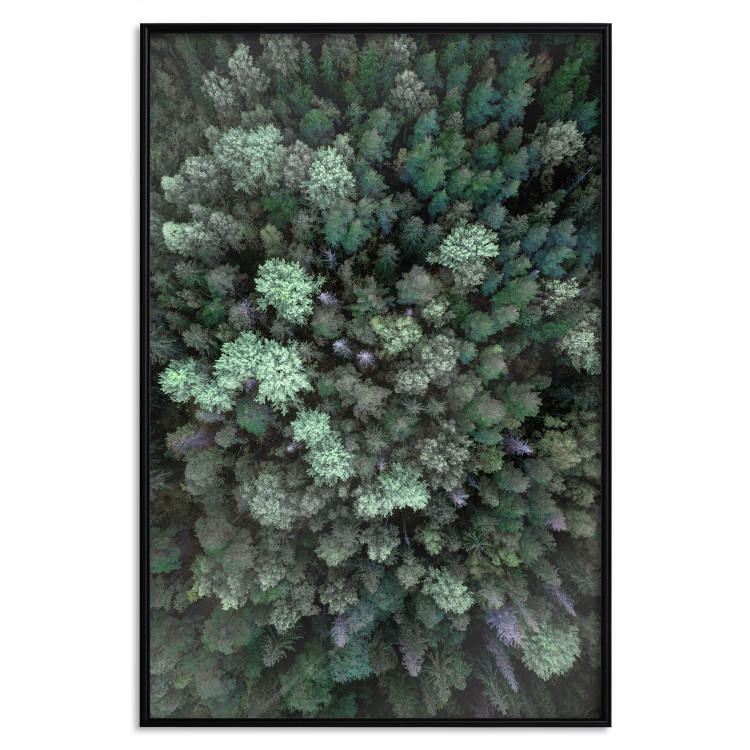 Wall Poster Flight Over the Forest - composition with coniferous trees seen from above 117118 additionalImage 23