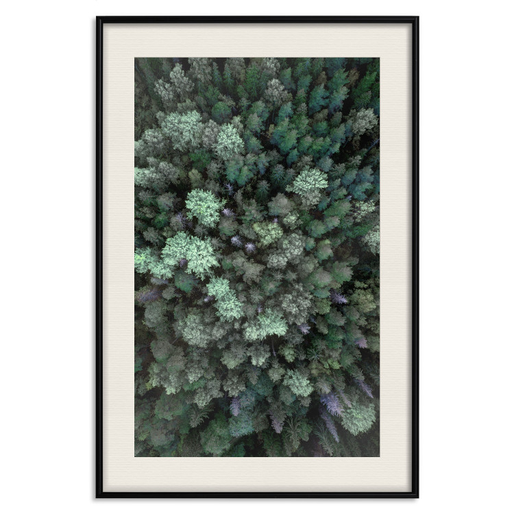 Wall Poster Flight Over the Forest - composition with coniferous trees seen from above 117118 additionalImage 21