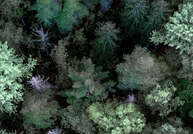 Wall Poster Flight Over the Forest - composition with coniferous trees seen from above 117118 additionalImage 11
