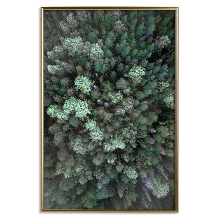 Wall Poster Flight Over the Forest - composition with coniferous trees seen from above 117118 additionalImage 19
