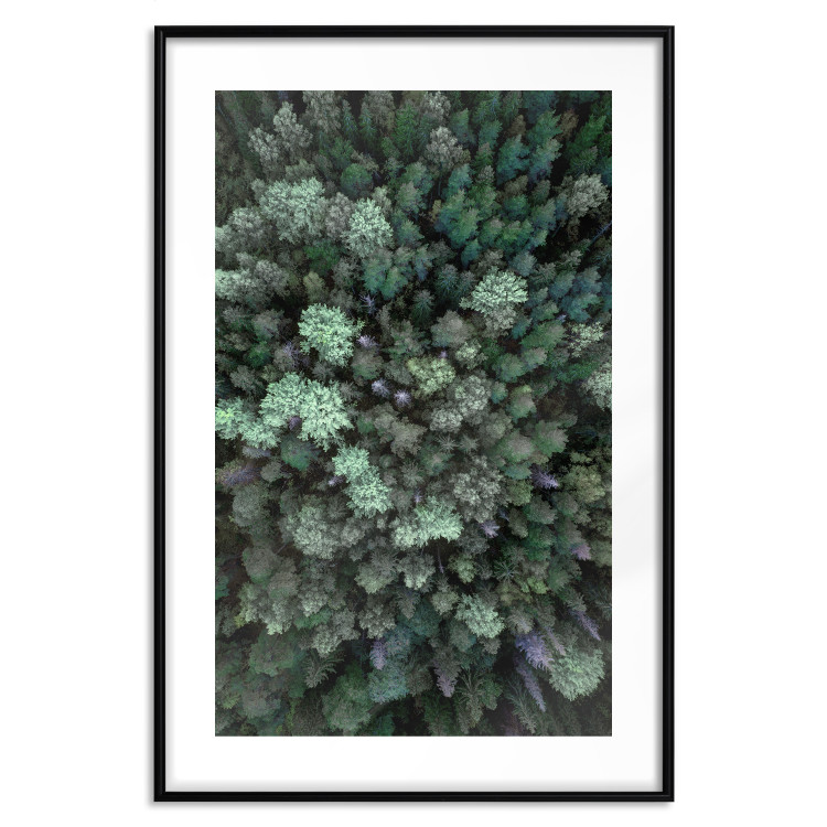 Wall Poster Flight Over the Forest - composition with coniferous trees seen from above 117118 additionalImage 27