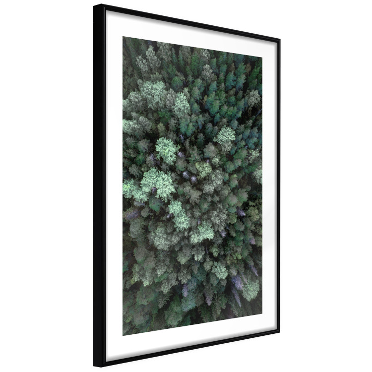 Wall Poster Flight Over the Forest - composition with coniferous trees seen from above 117118 additionalImage 13