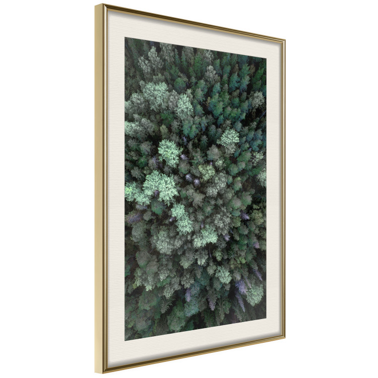 Wall Poster Flight Over the Forest - composition with coniferous trees seen from above 117118 additionalImage 2