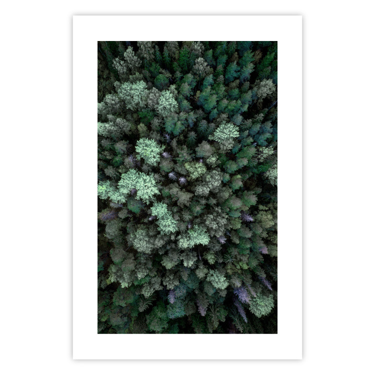 Wall Poster Flight Over the Forest - composition with coniferous trees seen from above 117118 additionalImage 18