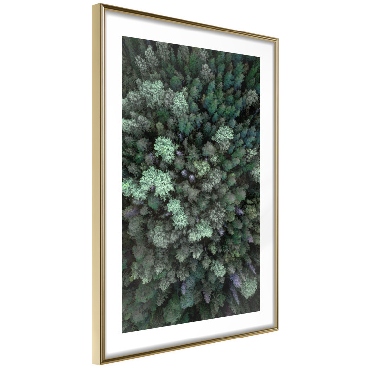 Wall Poster Flight Over the Forest - composition with coniferous trees seen from above 117118 additionalImage 6