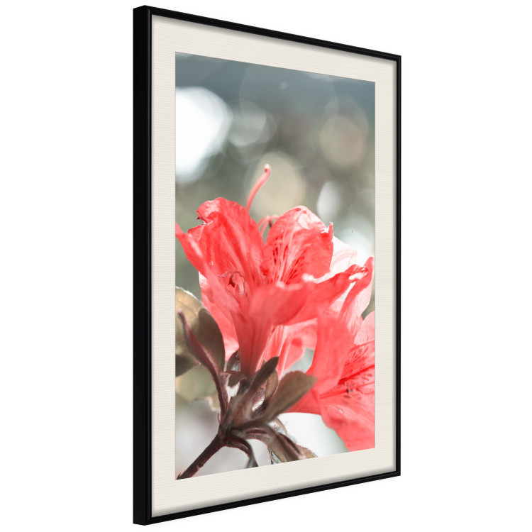 Wall Poster Red Flowers - botanical composition with intensely colored plants 121618 additionalImage 3