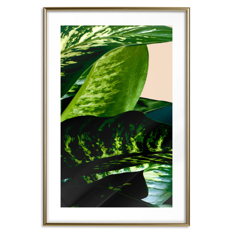 Wall Poster Dieffenbachia - plant landscape with dark green leaves on a light background 129918 additionalImage 14