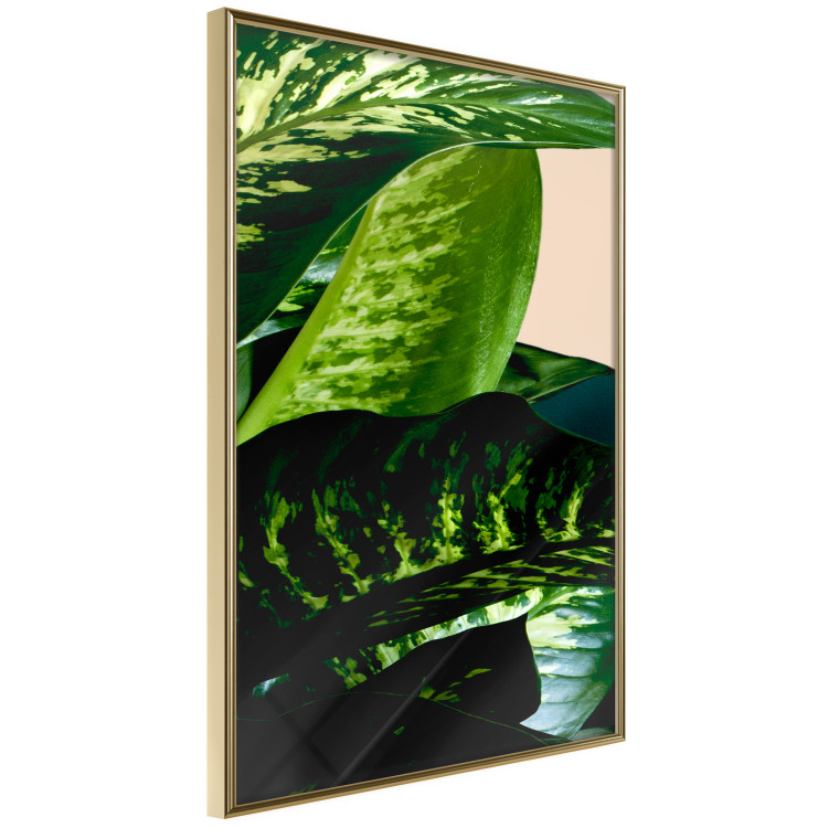 Wall Poster Dieffenbachia - plant landscape with dark green leaves on a light background 129918 additionalImage 9