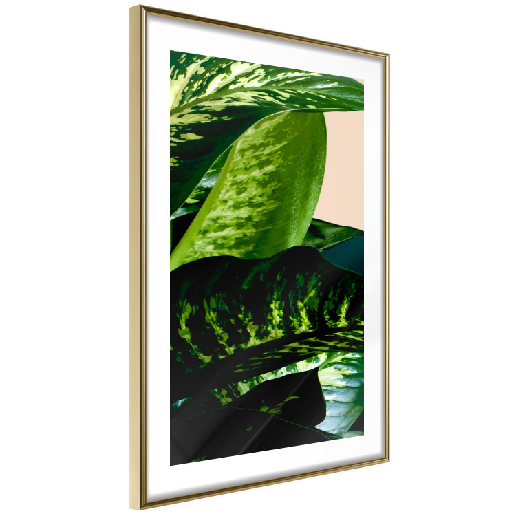 Wall Poster Dieffenbachia - plant landscape with dark green leaves on a light background 129918 additionalImage 5