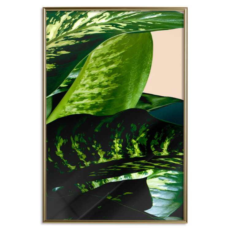 Wall Poster Dieffenbachia - plant landscape with dark green leaves on a light background 129918 additionalImage 17