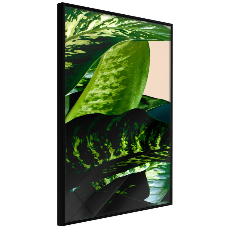 Wall Poster Dieffenbachia - plant landscape with dark green leaves on a light background 129918 additionalImage 10