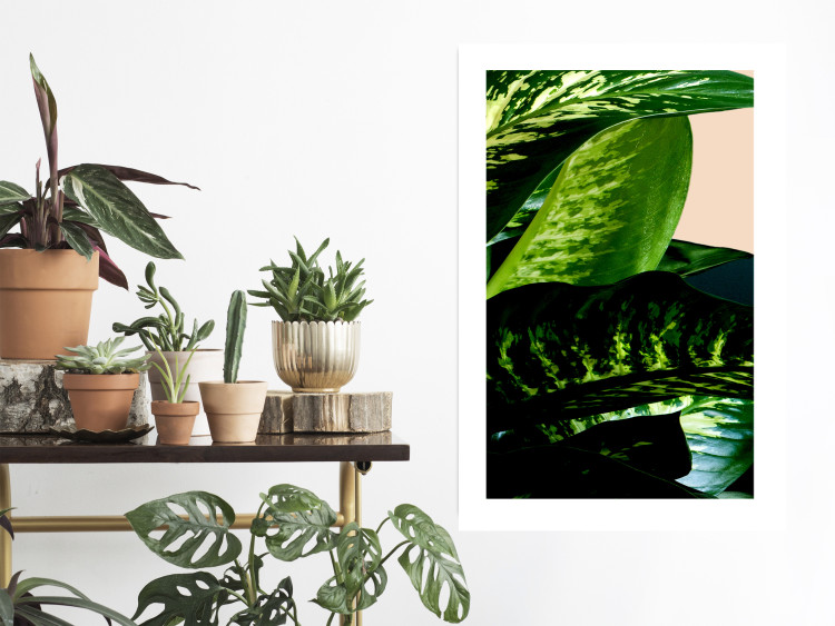 Wall Poster Dieffenbachia - plant landscape with dark green leaves on a light background 129918 additionalImage 3