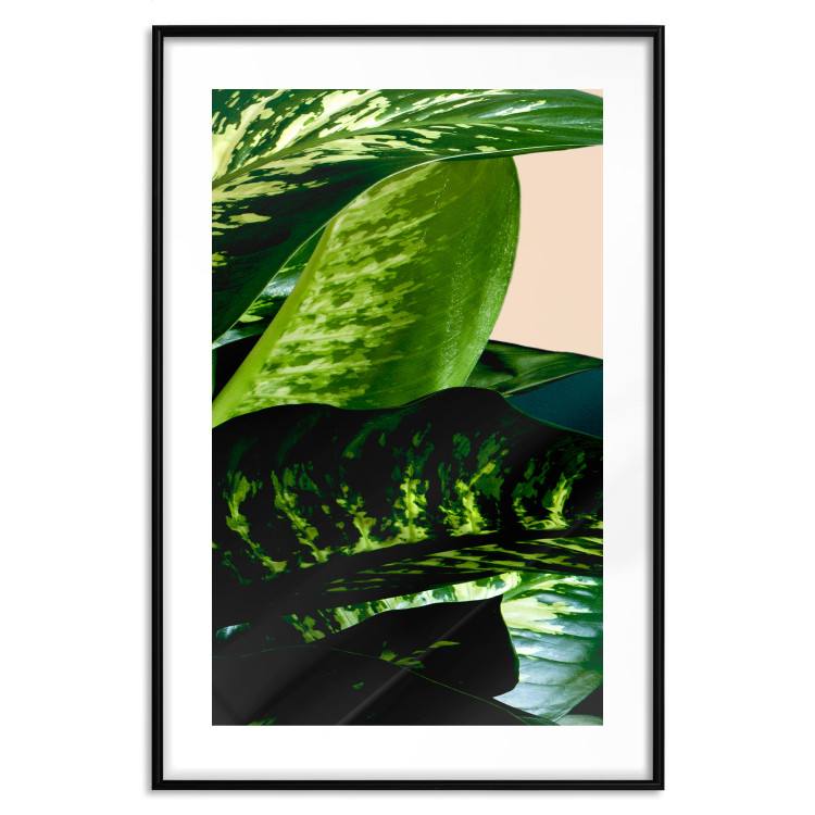 Wall Poster Dieffenbachia - plant landscape with dark green leaves on a light background 129918 additionalImage 15