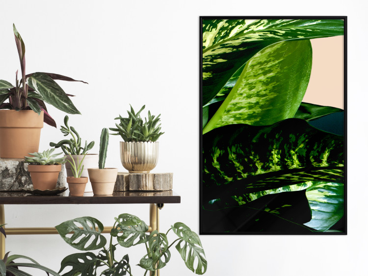 Wall Poster Dieffenbachia - plant landscape with dark green leaves on a light background 129918 additionalImage 11
