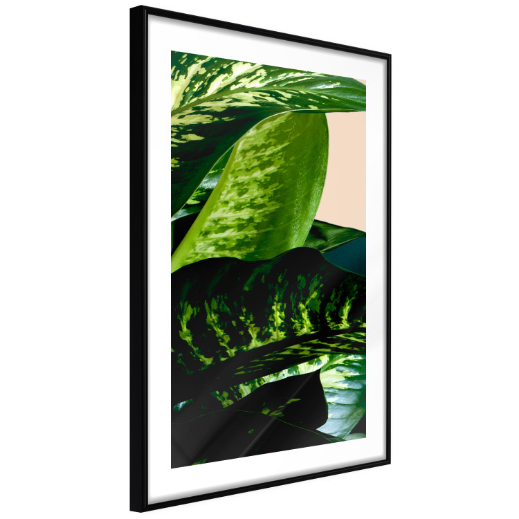 Wall Poster Dieffenbachia - plant landscape with dark green leaves on a light background 129918 additionalImage 2