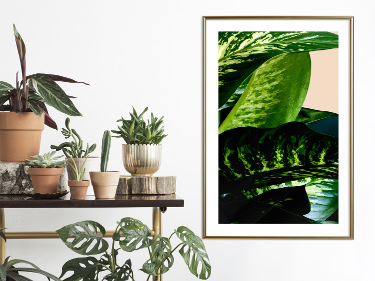 Wall Poster Dieffenbachia - plant landscape with dark green leaves on a light background 129918 additionalImage 13