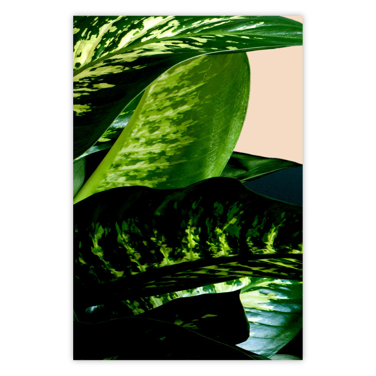 Wall Poster Dieffenbachia - plant landscape with dark green leaves on a light background 129918