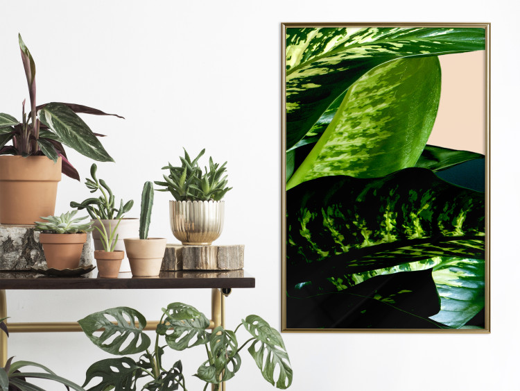 Wall Poster Dieffenbachia - plant landscape with dark green leaves on a light background 129918 additionalImage 12