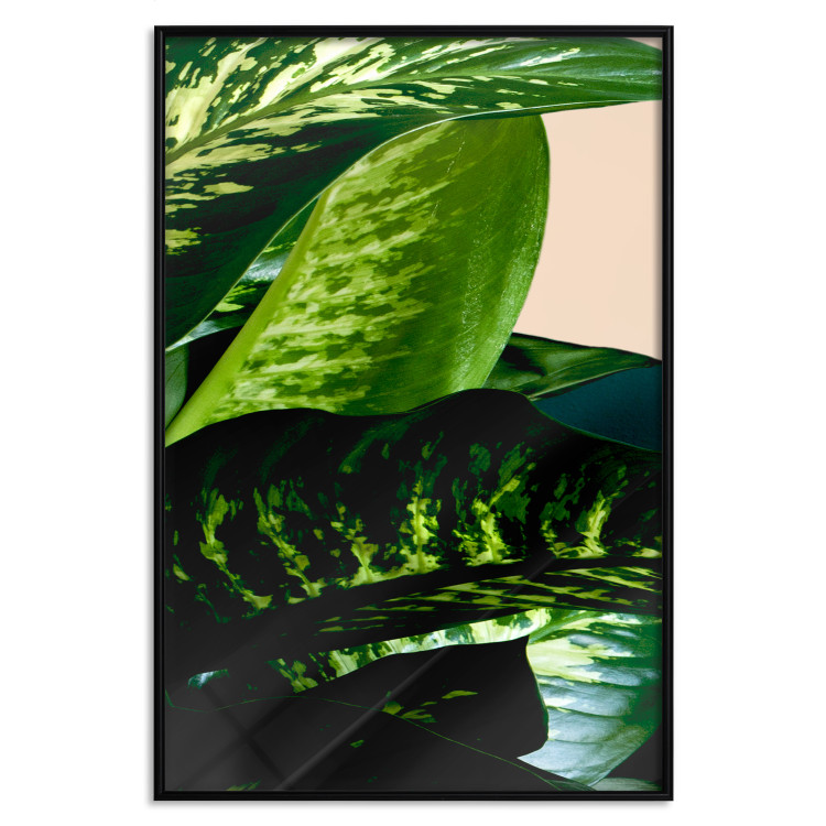 Wall Poster Dieffenbachia - plant landscape with dark green leaves on a light background 129918 additionalImage 16