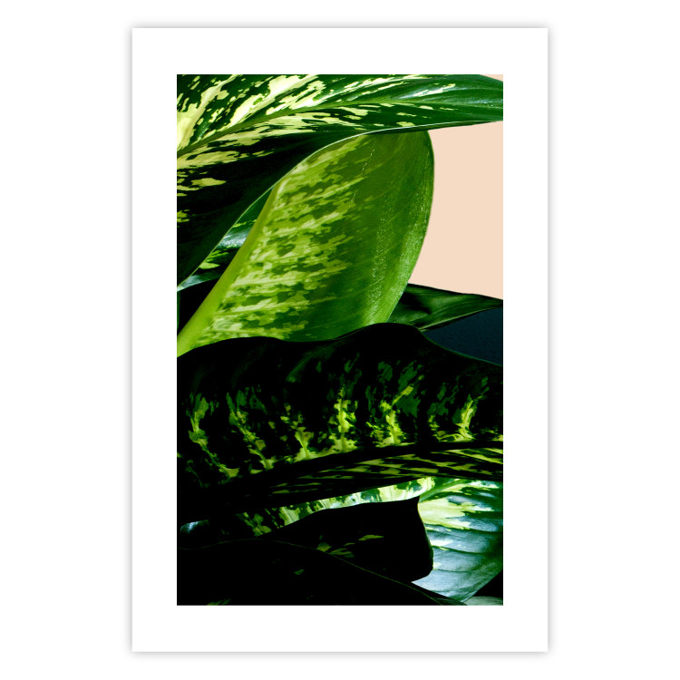 Wall Poster Dieffenbachia - plant landscape with dark green leaves on a light background 129918 additionalImage 19