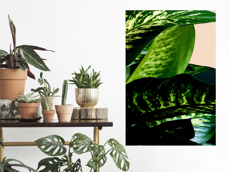 Wall Poster Dieffenbachia - plant landscape with dark green leaves on a light background 129918 additionalImage 4