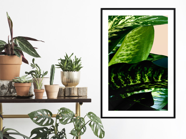 Wall Poster Dieffenbachia - plant landscape with dark green leaves on a light background 129918 additionalImage 18
