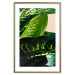 Wall Poster Dieffenbachia - plant landscape with dark green leaves on a light background 129918 additionalThumb 14