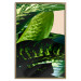 Wall Poster Dieffenbachia - plant landscape with dark green leaves on a light background 129918 additionalThumb 17